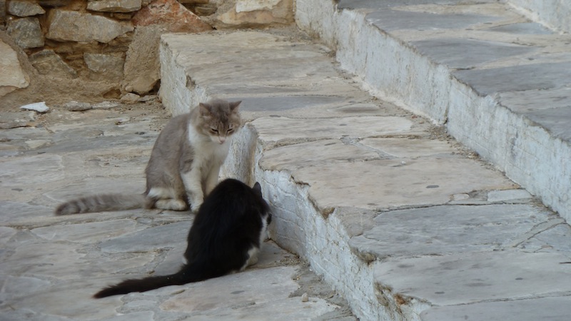 Syros cat 7.JPG